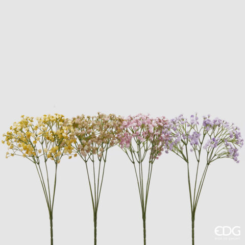 EDG Enzo De Gasperi - Gypsophila Cespuglio X5 H 40 Cm